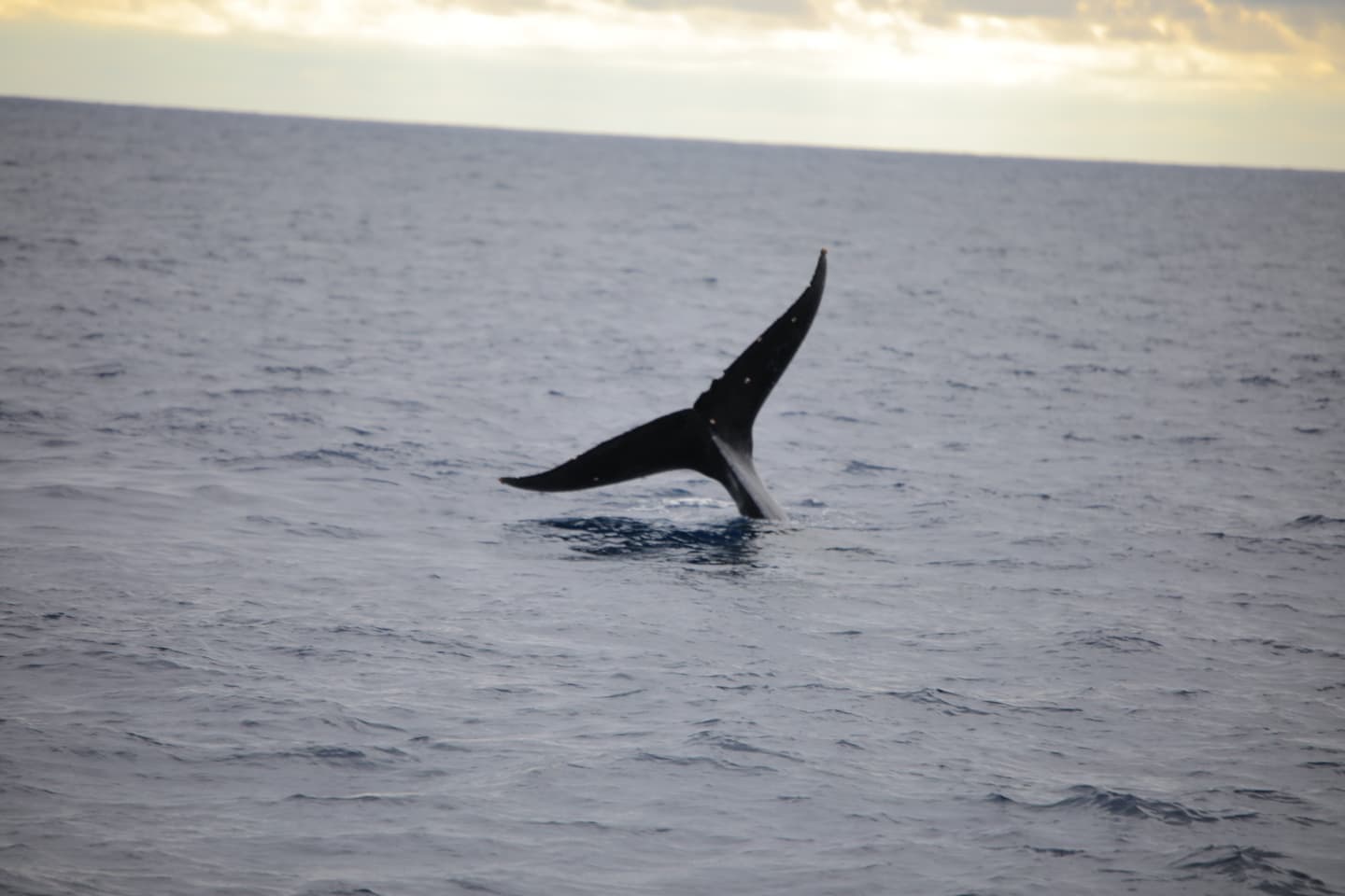 ホエールテイル